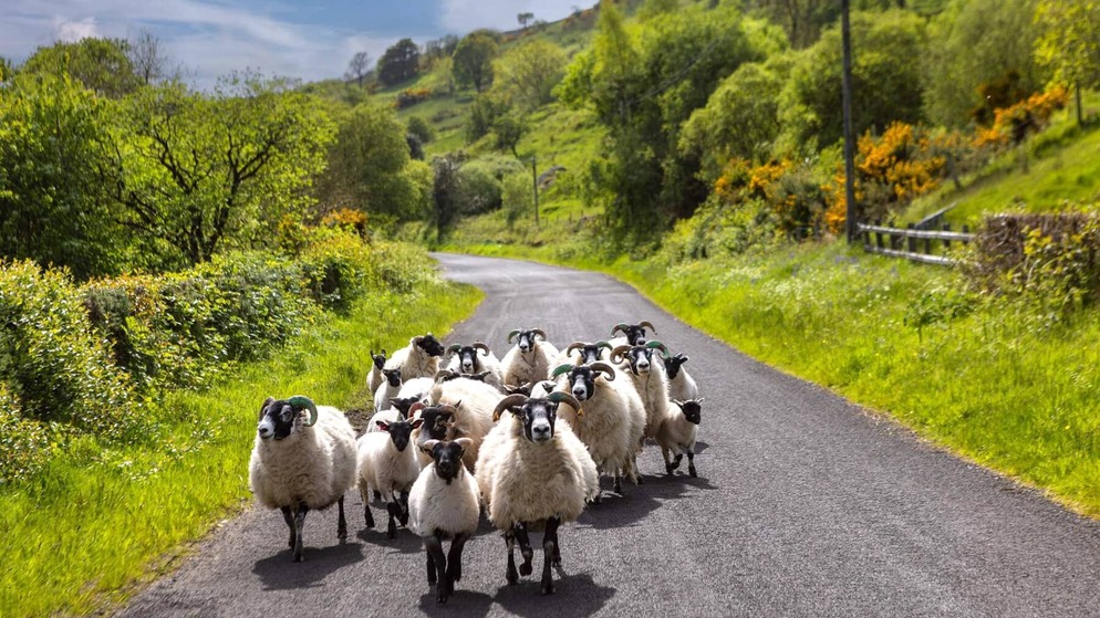 Flock of sheep walking down a narrow country road through lush green hills on a bright, sunny day.
