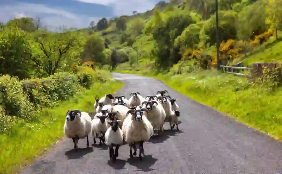 Flock of sheep walking down a narrow country road through lush green hills on a bright, sunny day.