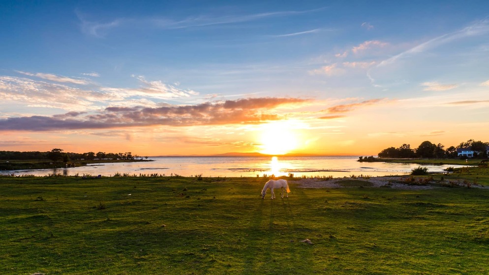 White horse grazing by Lough Neagh at sunset with glowing sky and calm waters in County Antrim, Northern Ireland.
