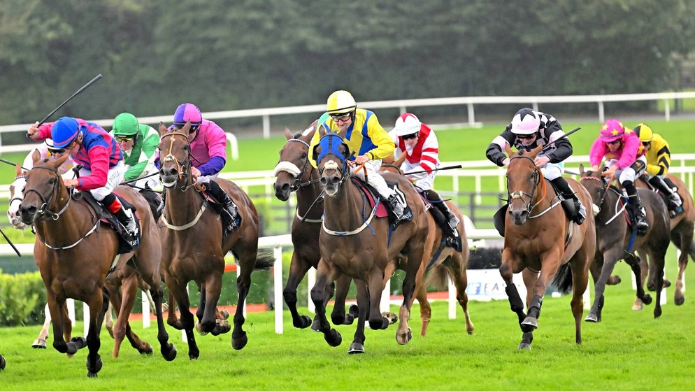 Jockeys in colourful silks race thoroughbred horses at full speed on a grassy track during the Galway Races in Ireland.