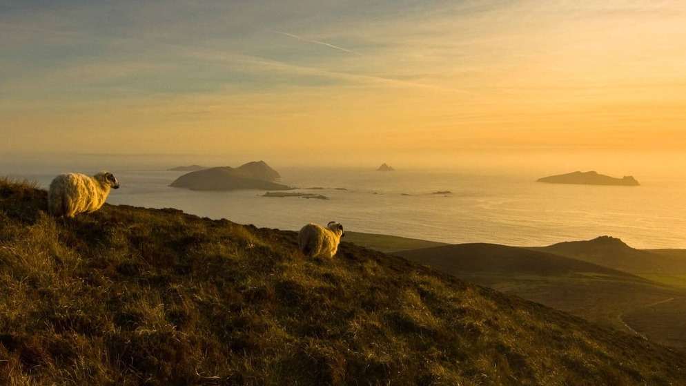Sheep grazing on a coastal hill at golden sunset overlooking the Blasket Islands, County Kerry.