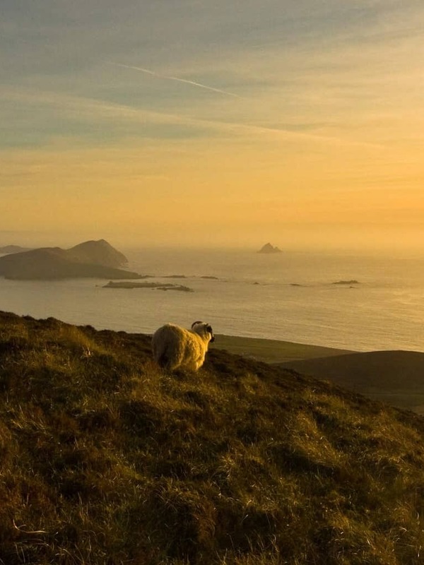 Sheep grazing on a coastal hill at golden sunset overlooking the Blasket Islands, County Kerry.