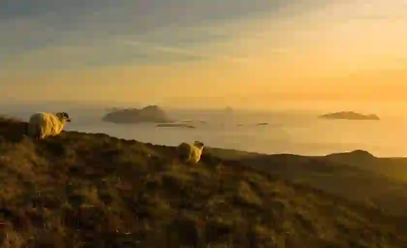 Sheep grazing on a coastal hill at golden sunset overlooking the Blasket Islands, County Kerry.