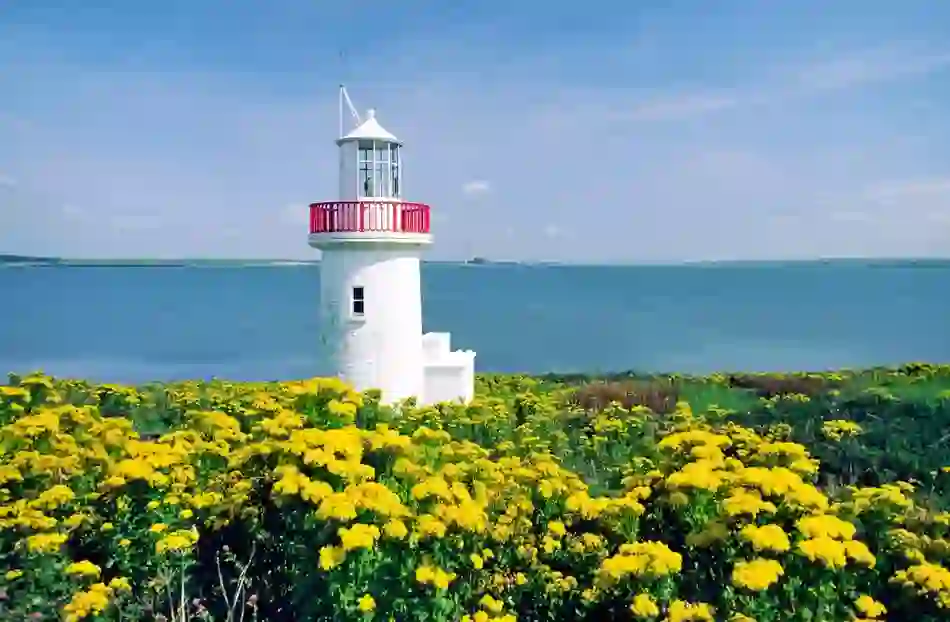 Small white lighthouse with a red railing surrounded by yellow wildflowers on Scattery Island, County Clare.