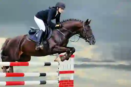Equestrian show jumper clearing an obstacle on a dark horse.