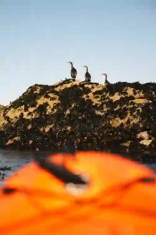 Three cormorants standing on seaweed-covered rock sunbathing near Dublin Bay as seen from kayak.