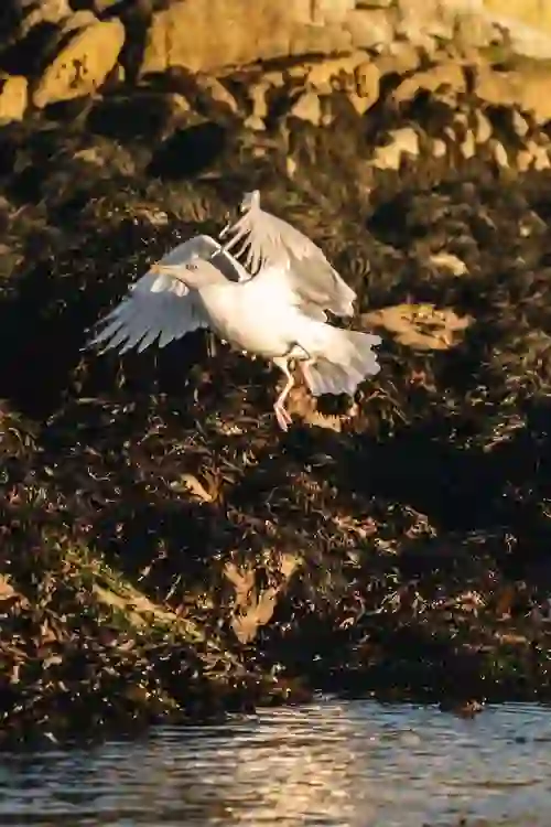 Seagull landing on rocks covered in seaweed along the coast of Dalkey Island, County Dublin.