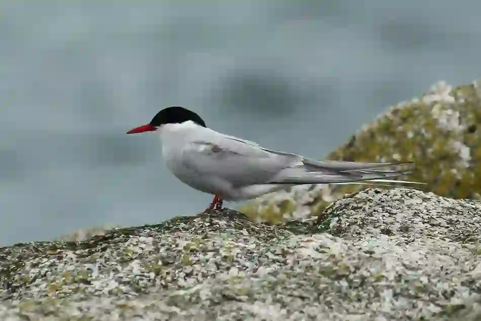 Arctic tern with black cap and red beak perched on Maiden Rock in Dublin Bay with sea background.