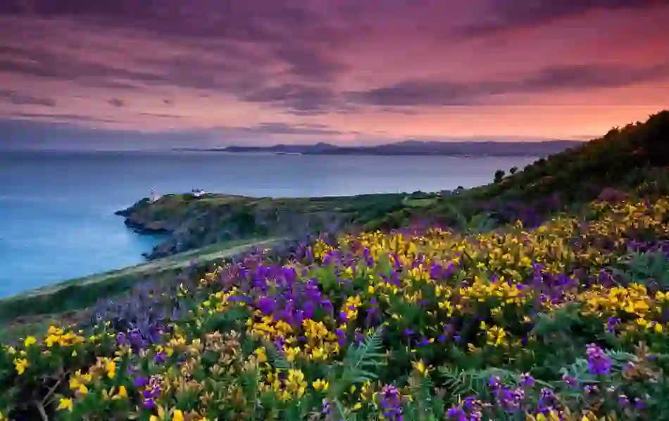Sunset view over Howth Head with wildflowers, cliffs, and Dublin Bay in the distance.