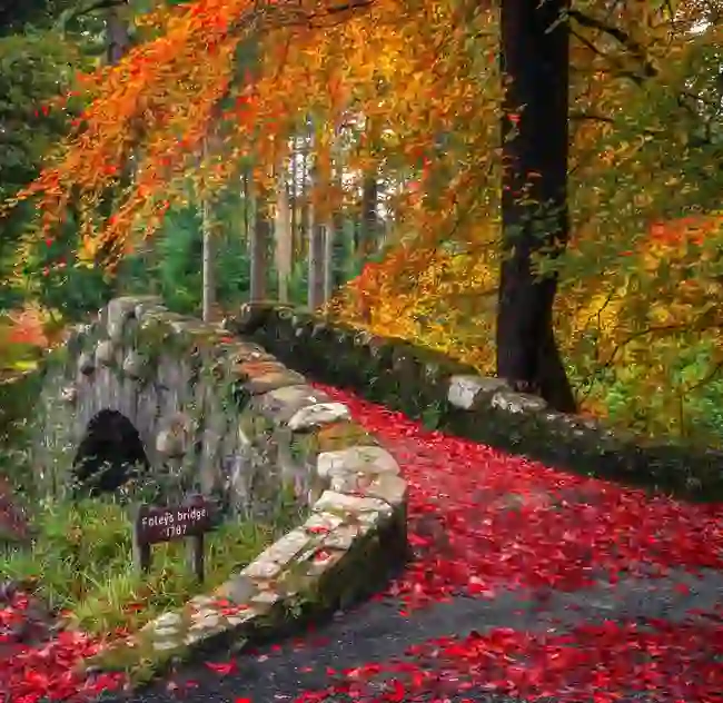 Mossy stone bridge with autumn leaves in Tollymore Forest Park, County Down, Northern Ireland.