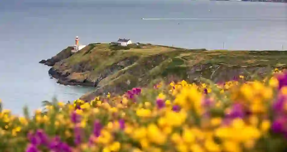 Baily Lighthouse on Howth Head overlooking Dublin Bay, framed by vibrant yellow and purple coastal wildflowers in bloom.