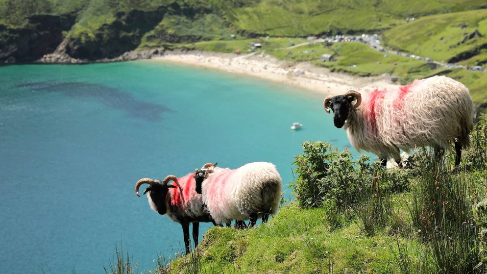 Black-faced sheep graze on a grassy slope above the turquoise waters and sandy shore of Keem Bay on Achill Island.