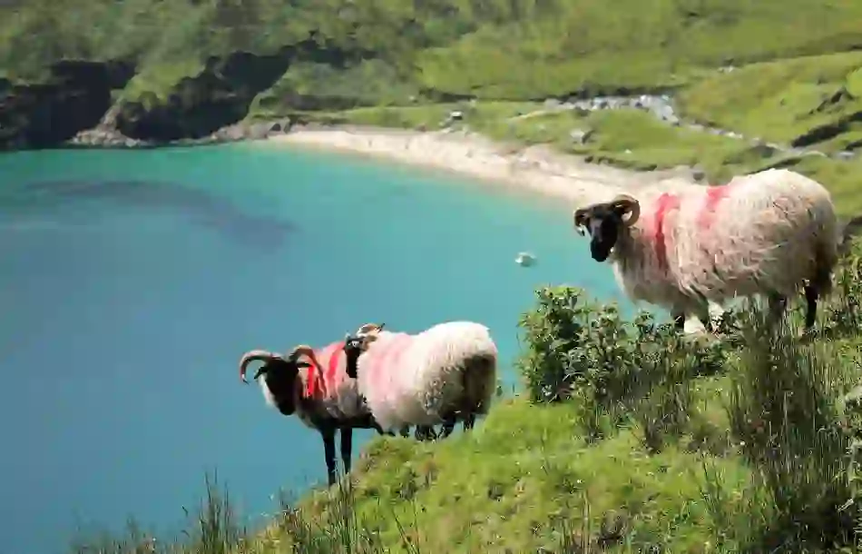 Black-faced sheep graze on a grassy slope above the turquoise waters and sandy shore of Keem Bay on Achill Island.