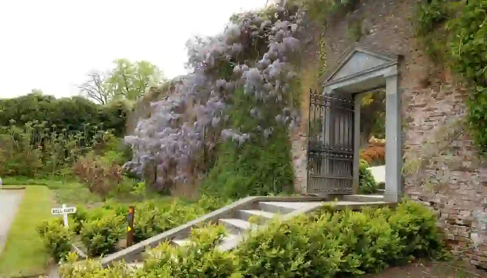 Stone steps lead to an open gate in a brick garden wall covered in purple wisteria and surrounded by lush greenery.
