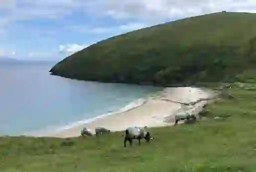 Keem Beach on Achill Island in County Mayo with grazing sheep on the grassy slope above the sandy shore and calm sea.