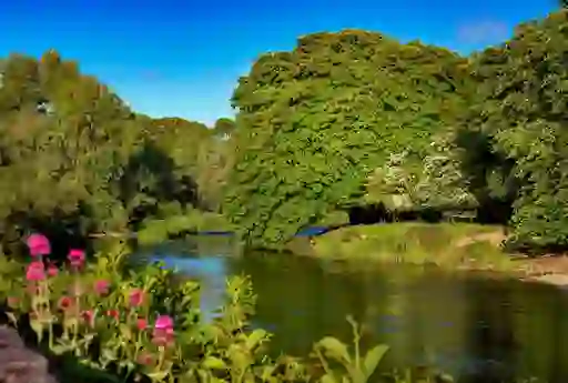 River Nore flowing through County Kilkenny with trees and wildflowers under a bright summer sky.