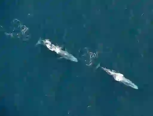 Three large whales swimming near the ocean surface off Slea Head, County Kerry, viewed from an Irish Air Corps aircraft.