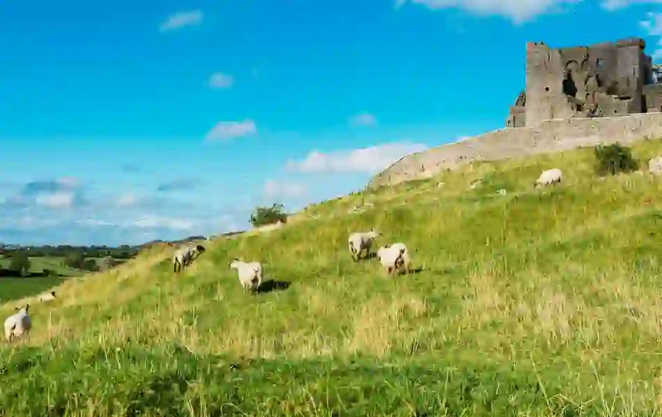 Grazing sheep on the green slope below ancient ruins, with bright blue skies above the Irish countryside.