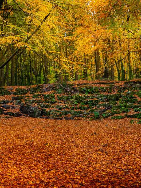 Golden autumn trees in Ireland’s countryside, their vibrant leaves carpeting the ground beneath a soft, glowing light.