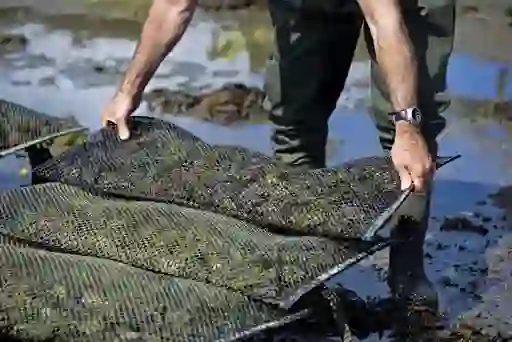 Oyster farmer lifting mesh bags of oysters from tidal waters in Connemara, County Galway.