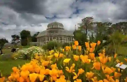 Orange poppies in bloom before Victorian glasshouse under cloudy skies.