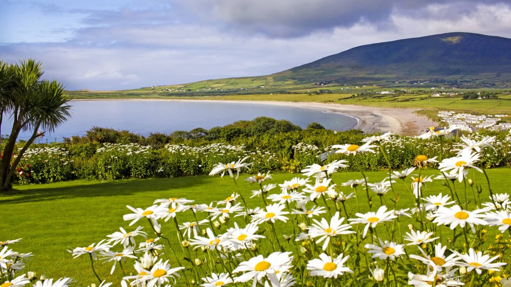Daisies in bloom overlook a curve of beach and green hills on the scenic Dingle Peninsula in County Kerry.