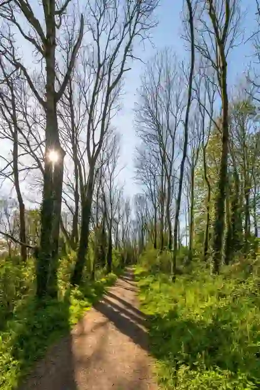 Mountsandel Wood, Derry~Londonderry