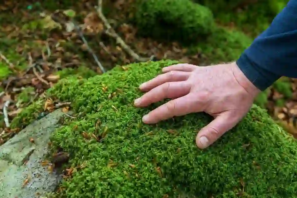 forest-bathing-BG-xhale-gullion-gareth-wray