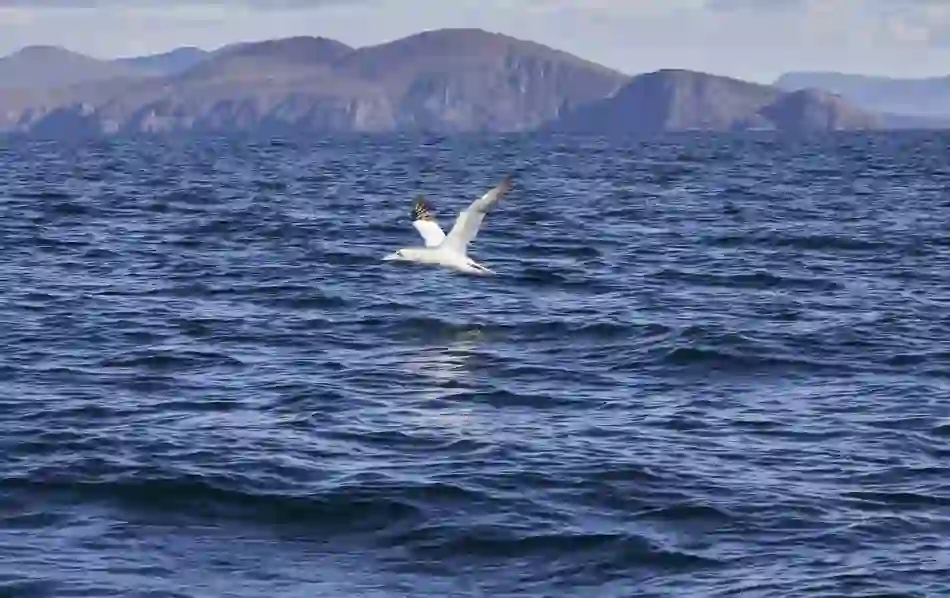 Northern gannet gliding just above the waves near the Blasket Islands, with white plumage and black wing tips.