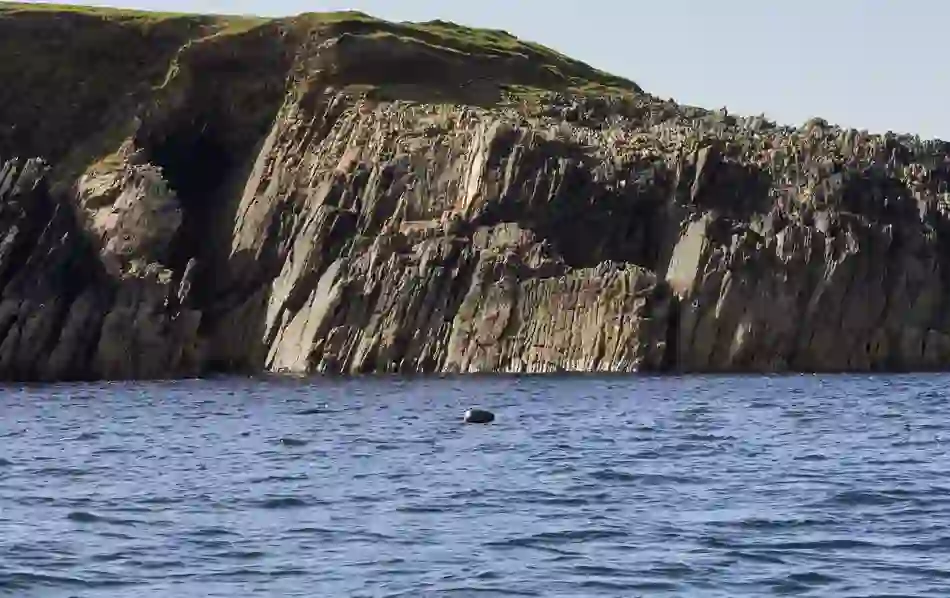 Grey seal head emerging from blue water near jagged cliffs and a dark cave along the Dingle coast.