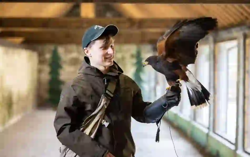 A smiling falconer indoors holding a Harris’s hawk on a gloved hand at Ashford Castle’s falconry centre.