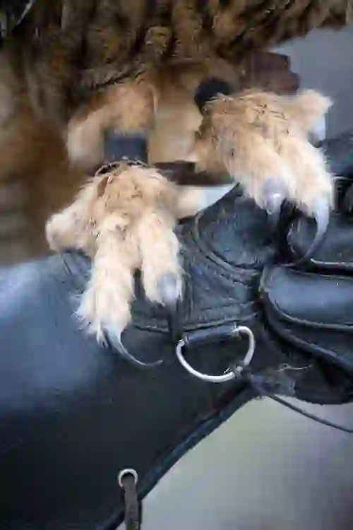Close-up of a raptor’s talons and leather jesses gripping a black falconry glove at Ashford Castle, County Mayo.