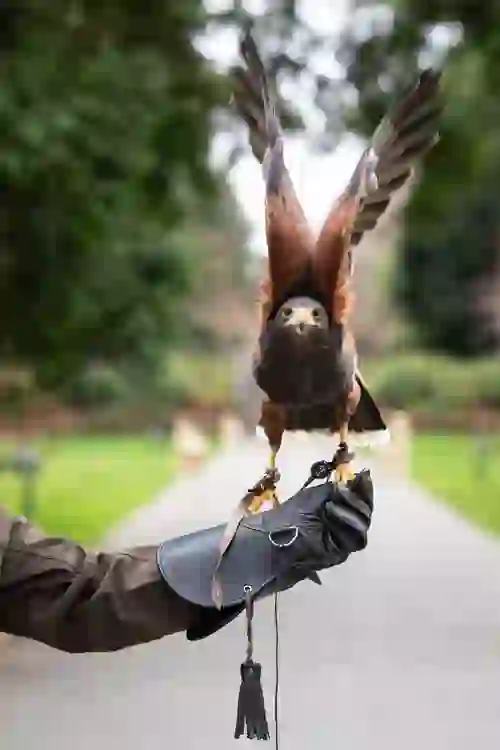 A Harris’s hawk raises its wings while perched on a gloved hand during a hawk walk at Ashford Castle.
