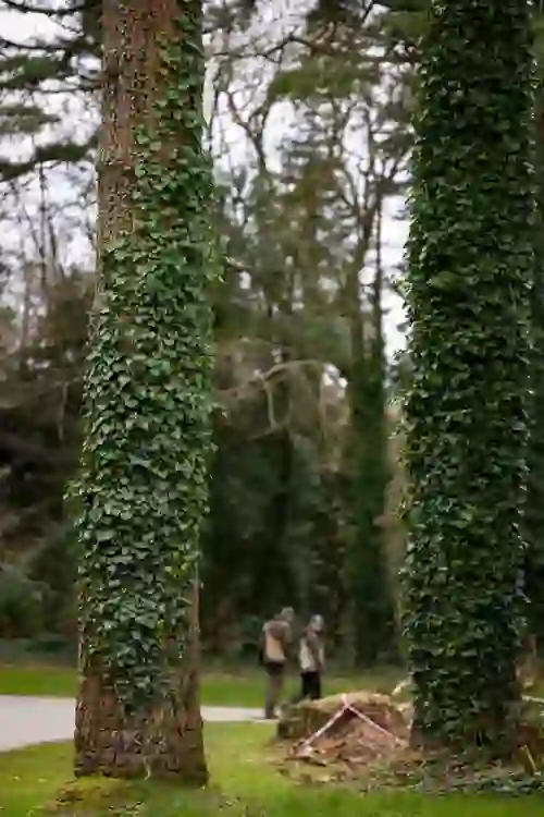 Two falconers walking through woodland at Ashford Castle, County Mayo, beside trees covered in thick ivy.