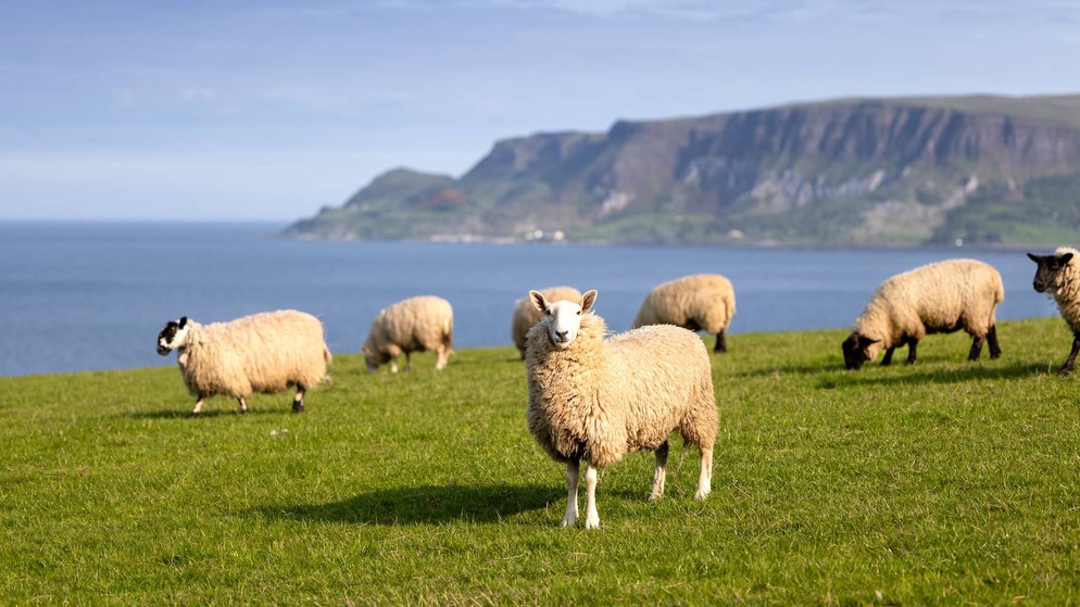 Sheep grazing on a green coastal field with sea views along the Antrim Coast, Northern Ireland.