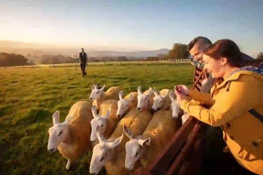 A couple smile at a pen of sheep in golden morning light as a farmer walks through Glenshane Country Farm.