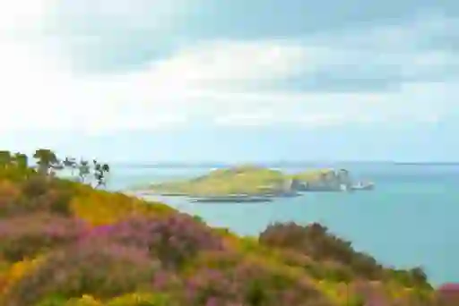 Colourful wildflowers overlooking Lambay Island near Howth, Dublin.
