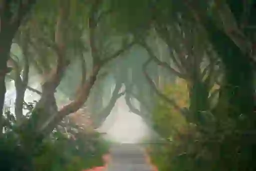 The Dark Hedges in County Antrim, with a tree-lined road forming a natural tunnel of twisted beech trees.
