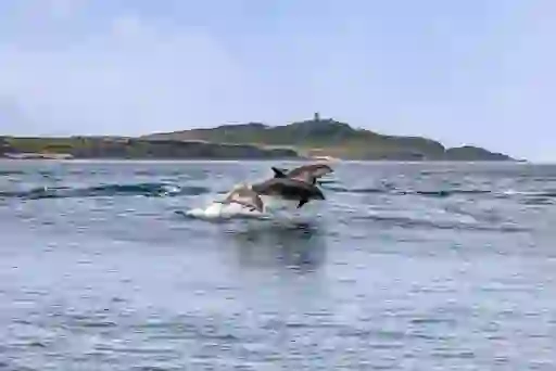 Two dolphins leaping from the sea off the Donegal coast, with a green island and rocky shoreline in the background.