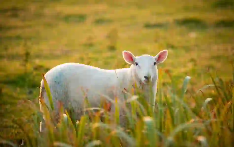 Sheep grazing in a grassy field at sunset in the Irish countryside.