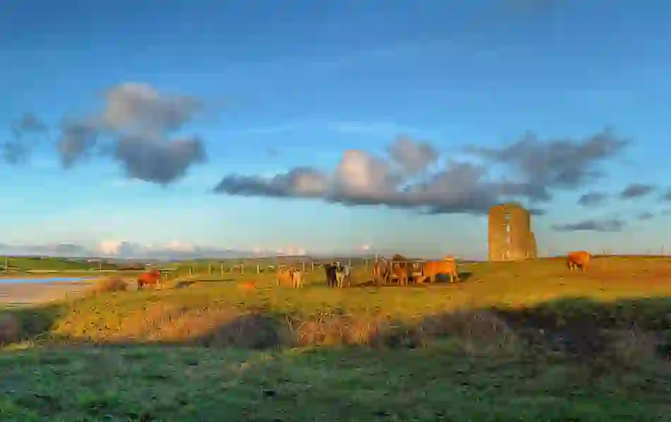 Cows grazing near Dough Castle ruins along the Wild Atlantic Way in County Clare, Ireland.