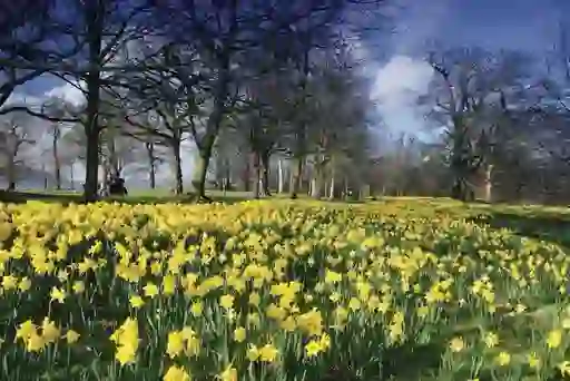 Bright yellow daffodils in full bloom under bare trees in springtime at Belfast’s Barnett Demesne.