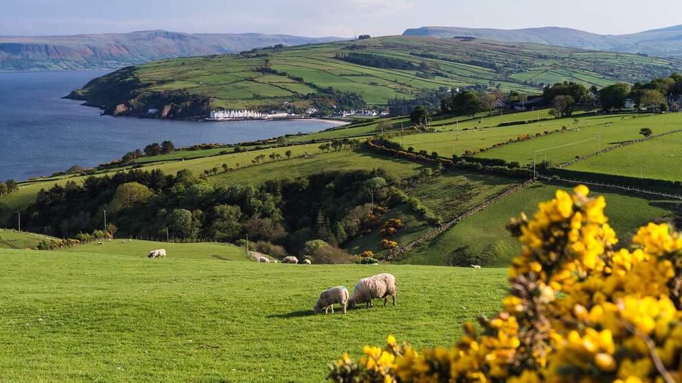 Sheep grazing on green fields overlooking Cushendun Bay in County Antrim.