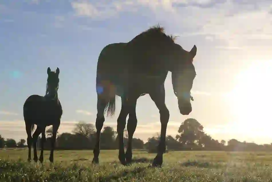 Silhouetted horses grazing in a sunlit field at dawn in County Kildare, Ireland’s horse breeding region.