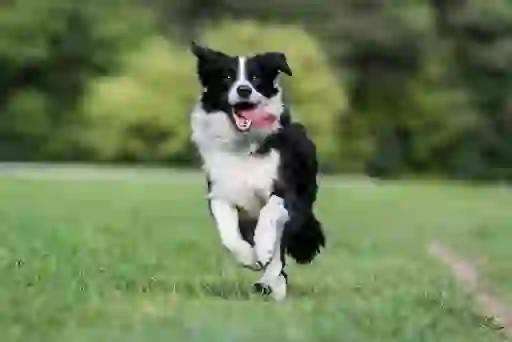 meet-the-shepherd-border-collie-inset-1
