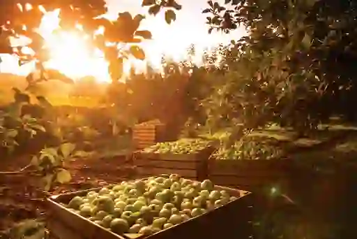 Wooden crates filled with green apples in an orchard glowing under golden evening sunlight in County Armagh.