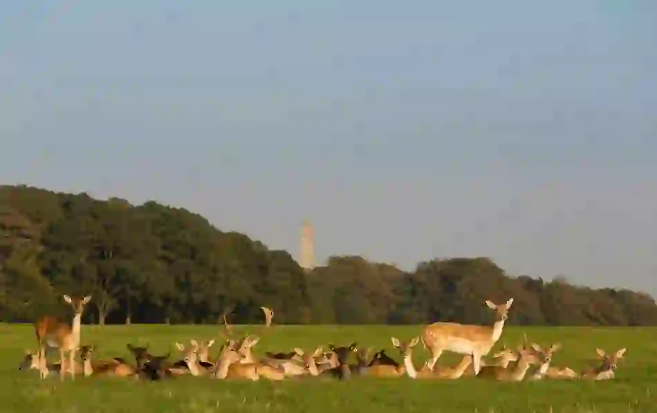 Herd of fallow deer resting on grass in Phoenix Park, Dublin, with trees and the Wellington Monument behind.