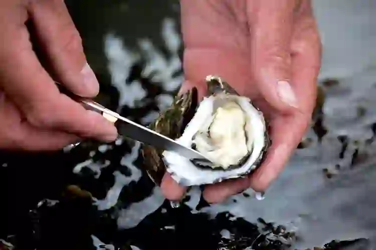 Fresh Carlingford oyster being shucked by hand in County Louth, Ireland.