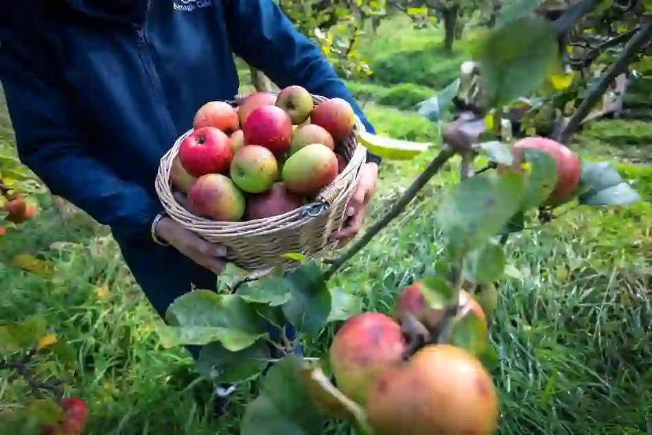 Freshly harvested apples at Ballinteggart House orchard in County Armagh.