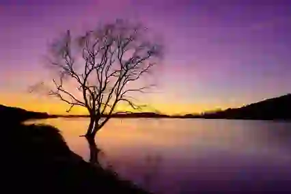 Silhouette of tree at Lough Gur, County Limerick, against vivid purple and gold winter sunset.